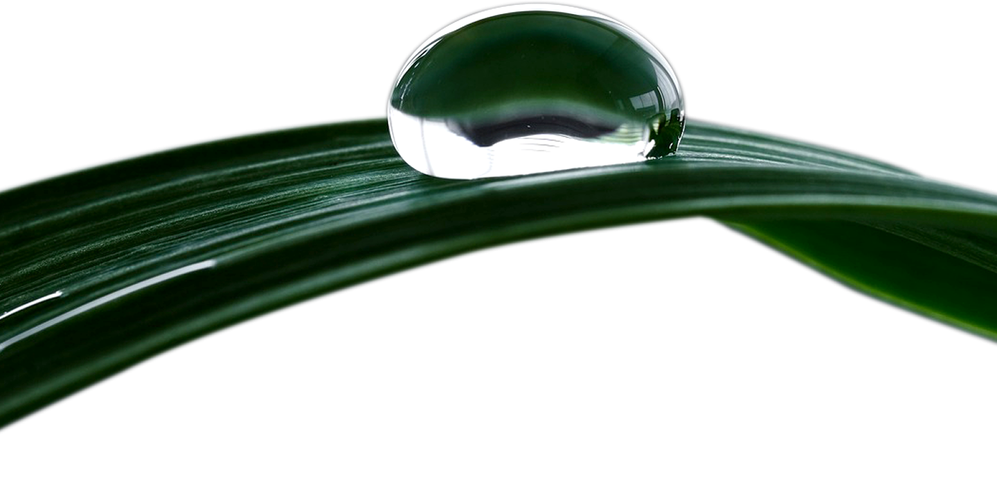 Water droplet resting on a green leaf